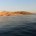 Olea Baška